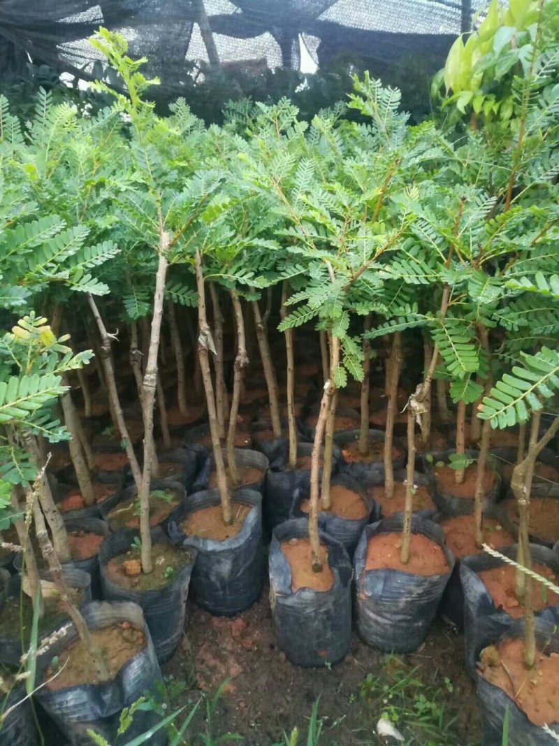 油甘果树苗嫁接果树苗甜油甘果耐寒水果苗盆栽地栽当年
