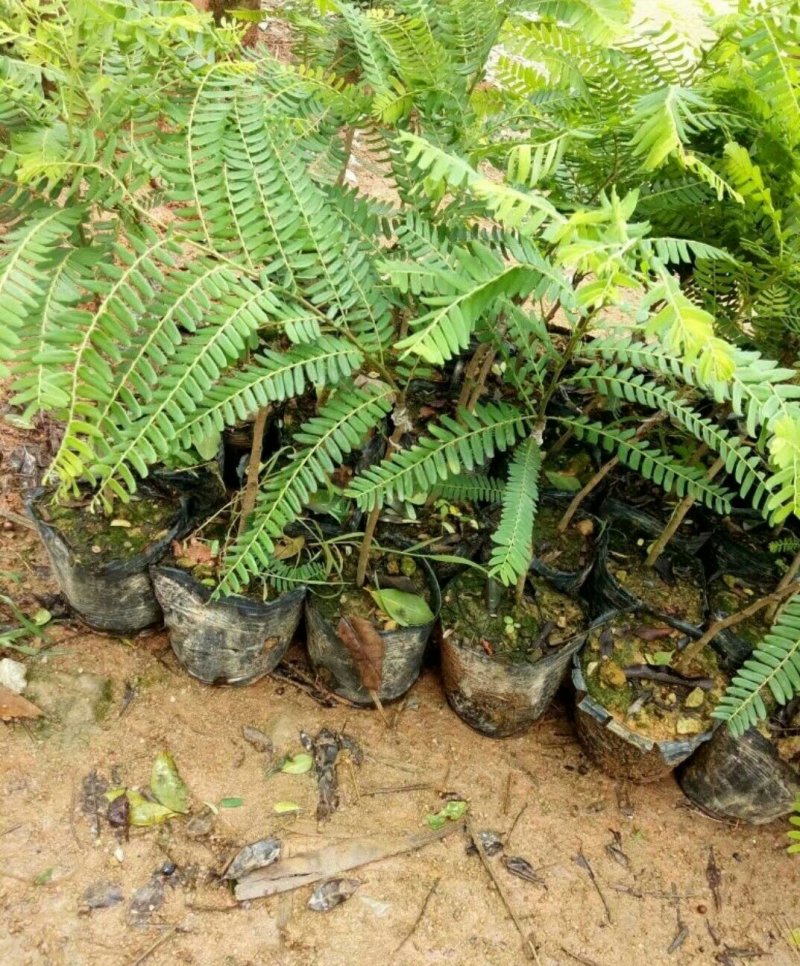 油甘果树苗嫁接果树苗甜油甘果耐寒水果苗盆栽地栽当年