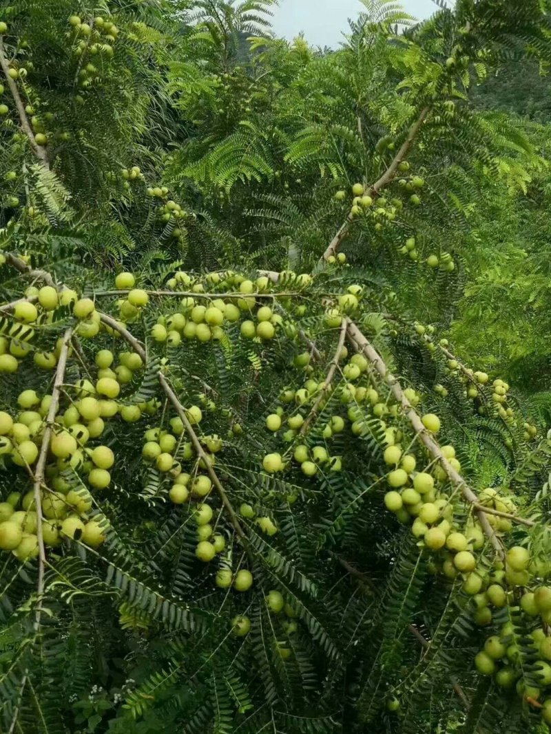 油甘果树苗嫁接果树苗甜油甘果耐寒水果苗盆栽地栽当年