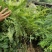 油甘果树苗嫁接果树苗甜油甘果耐寒水果苗盆栽地栽当年