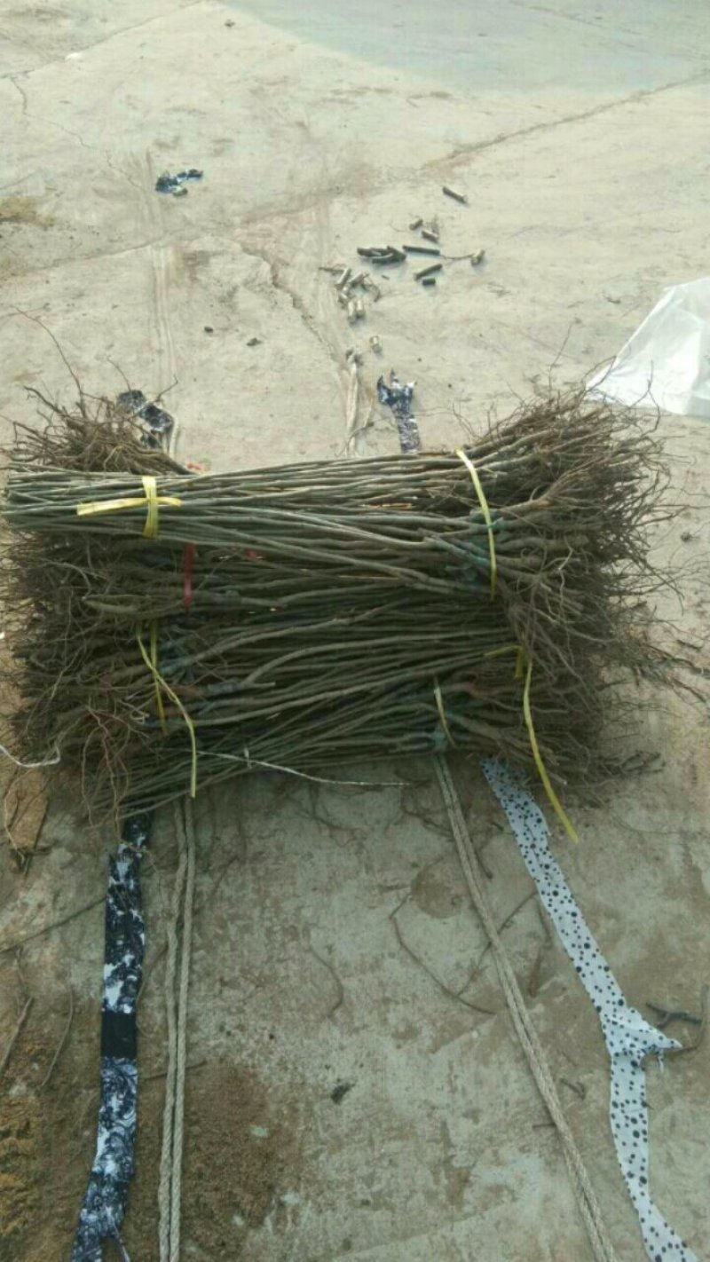 泰山板栗苗大红袍板栗苗签合同包品种油板栗苗