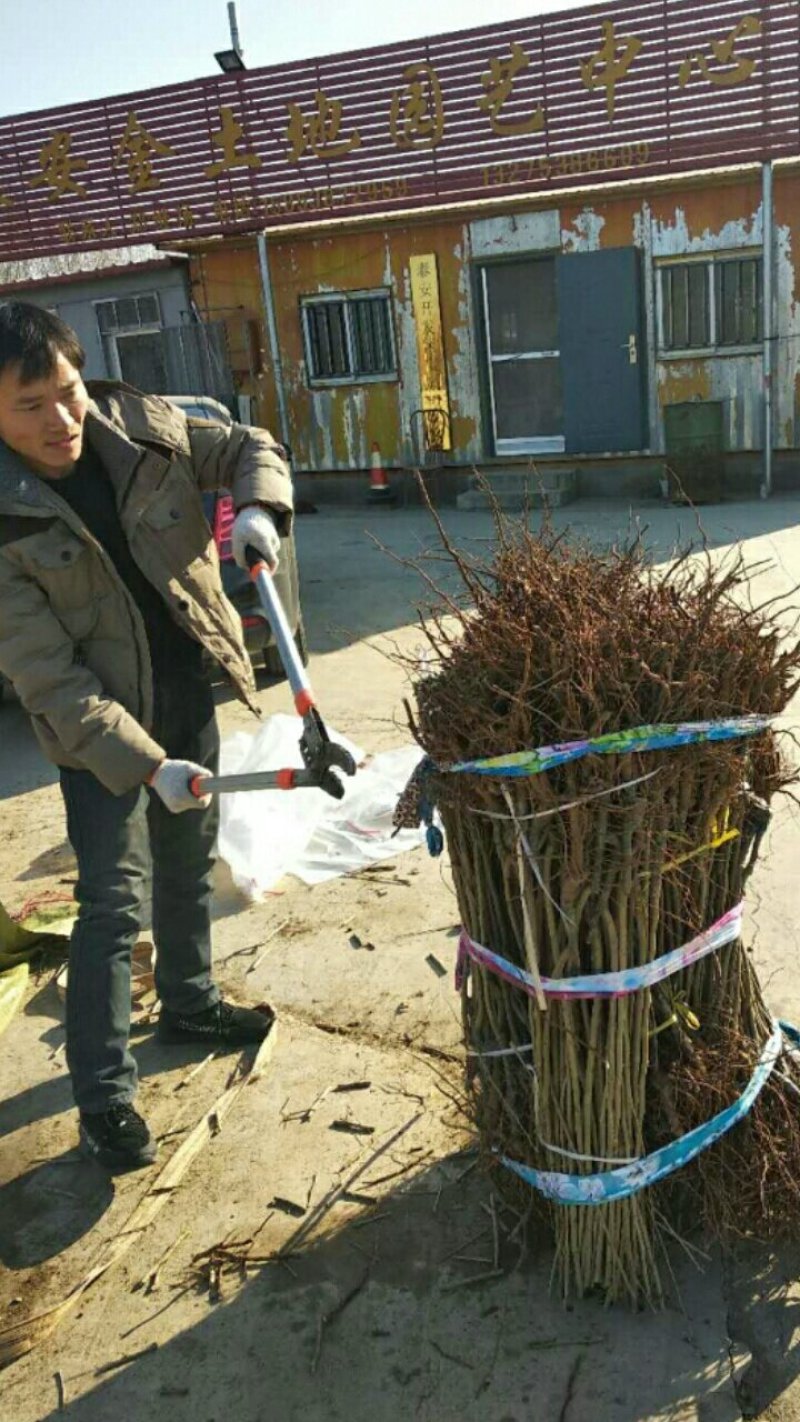 泰山板栗苗大红袍板栗苗签合同包品种油板栗苗