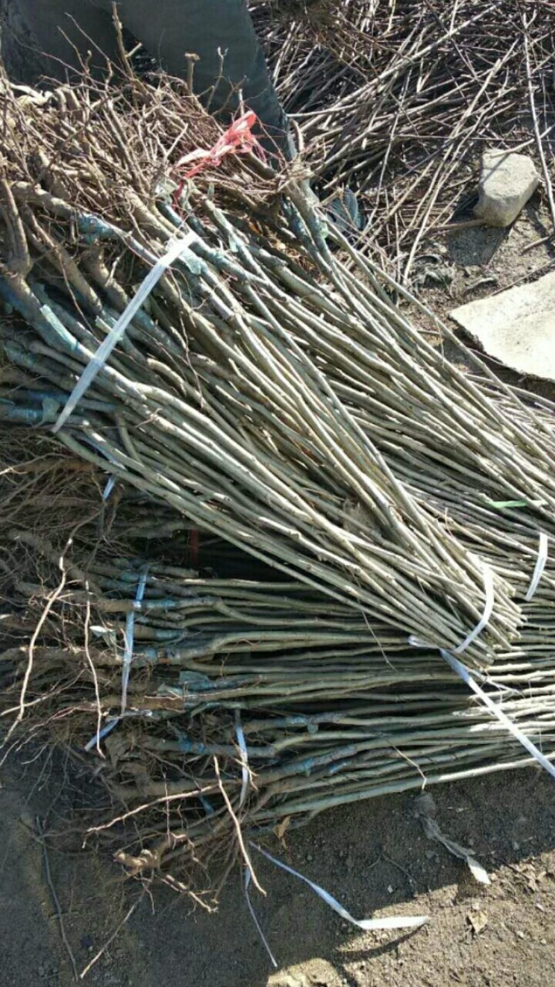 泰山板栗苗大红袍板栗苗签合同包品种油板栗苗