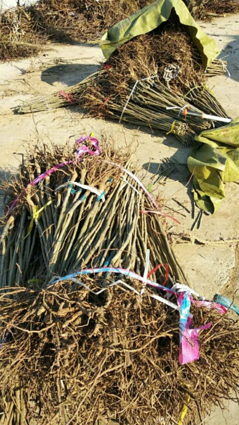 泰山板栗苗大红袍板栗苗签合同包品种油板栗苗