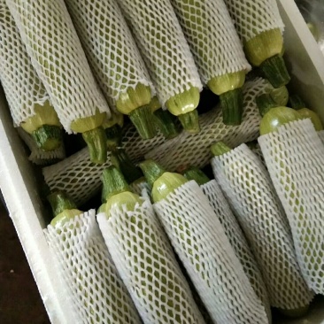 云南高原精品西葫芦陆续上市了