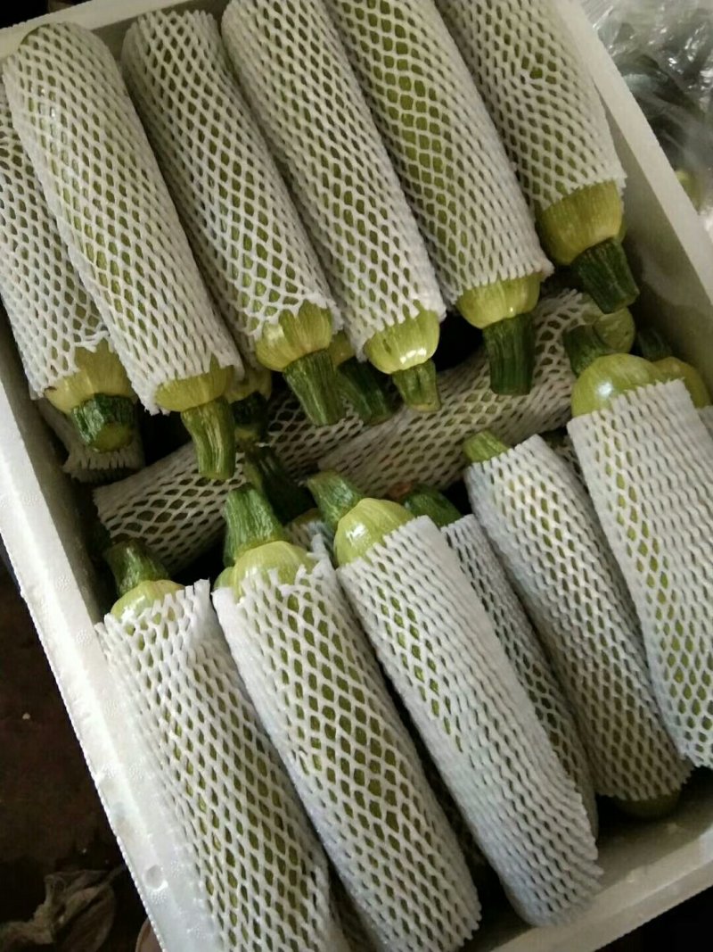 云南高原精品西葫芦陆续上市了