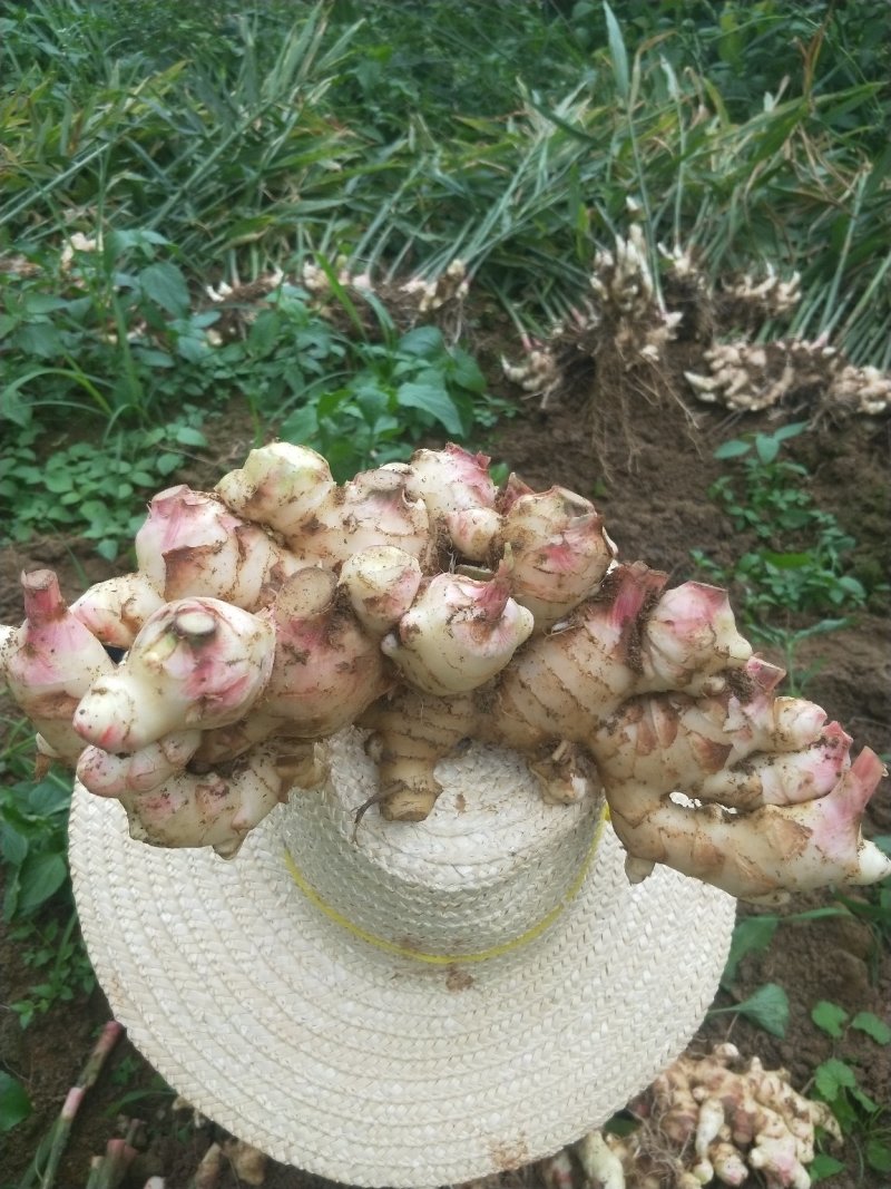 大肉姜生姜姜种本地姜姜头姜种