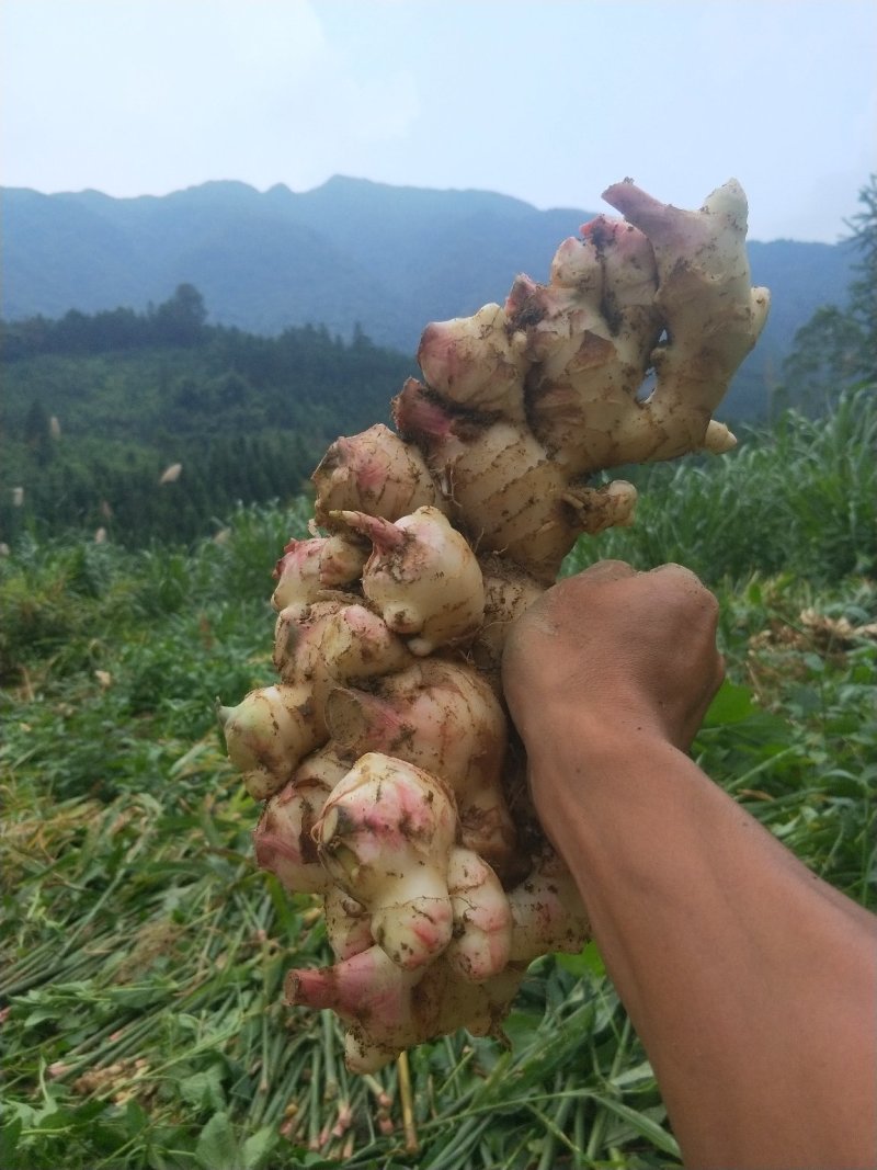 大肉姜生姜姜种本地姜姜头姜种