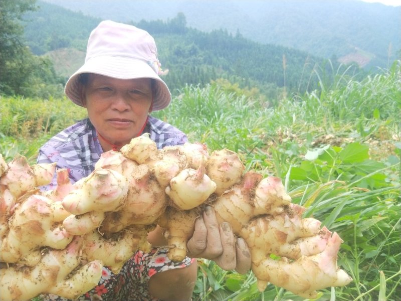 大肉姜生姜姜头月子姜本地姜