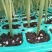 黄瓜苗瑞克斯旺922乾德全雌油量黄瓜抗病强产量高