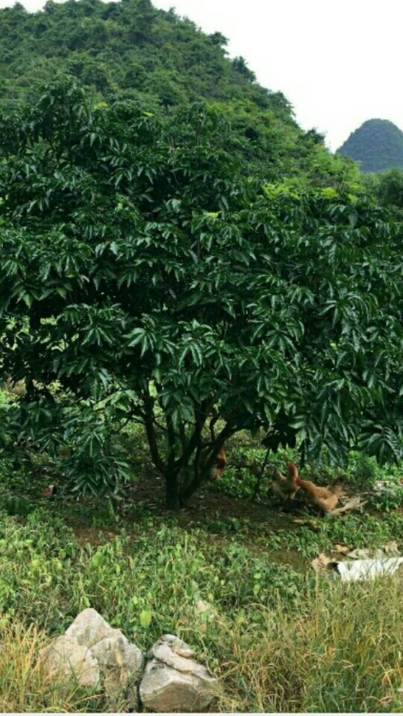 广西大鸡心黄皮苗，黑黄皮果苗，无核黄皮果苗，嫁接苗产量高