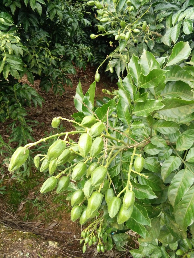 广西大鸡心黄皮苗，黑黄皮果苗，无核黄皮果苗，嫁接苗产量高