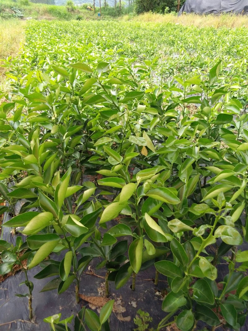 长叶香橙苗，假一赔十产地批发，苗场直供，欢迎实地考察农场