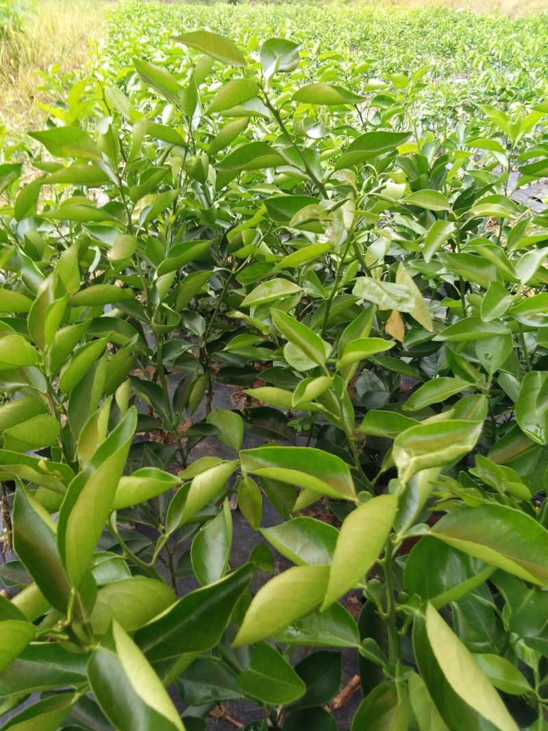 长叶香橙苗，可以留树保鲜八个月，全国包邮假一赔十