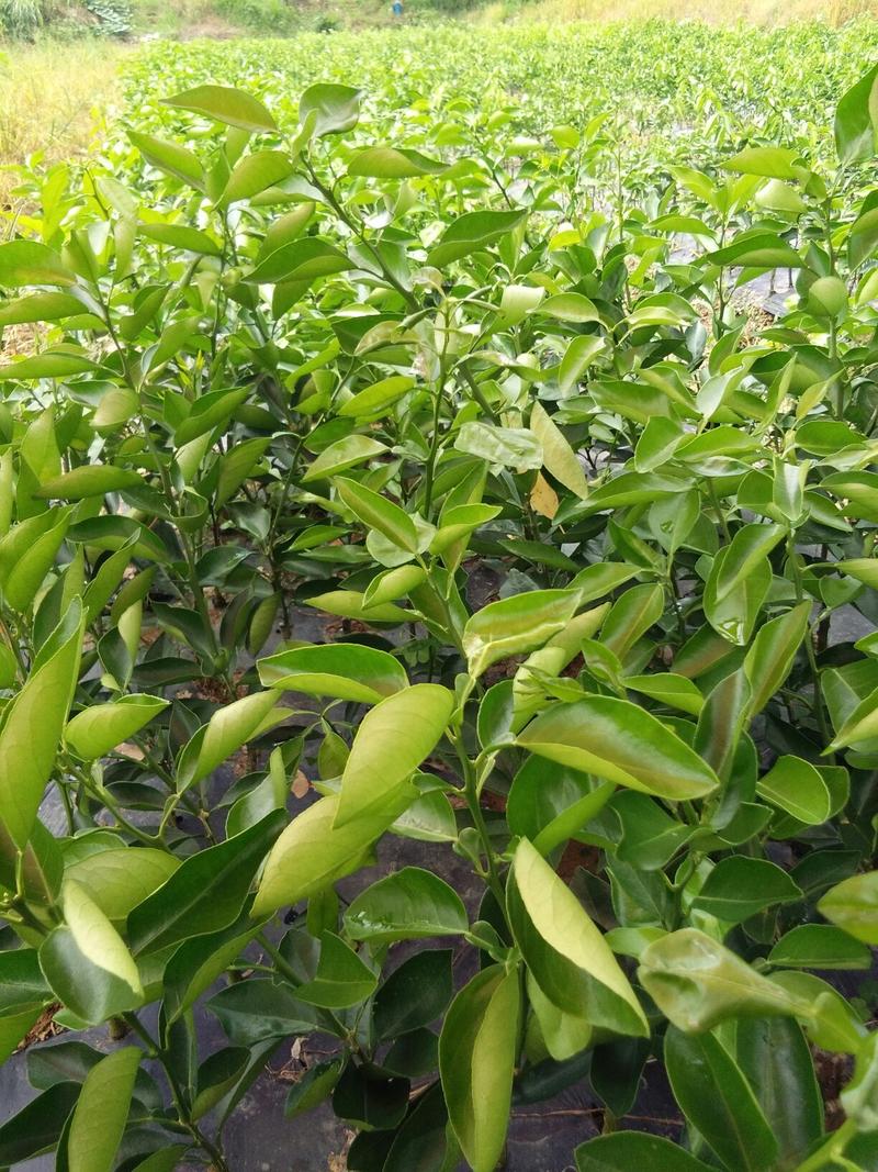 夏橙苗，阿尔及利亚夏橙，福罗斯特夏橙苗苗场，产地批发