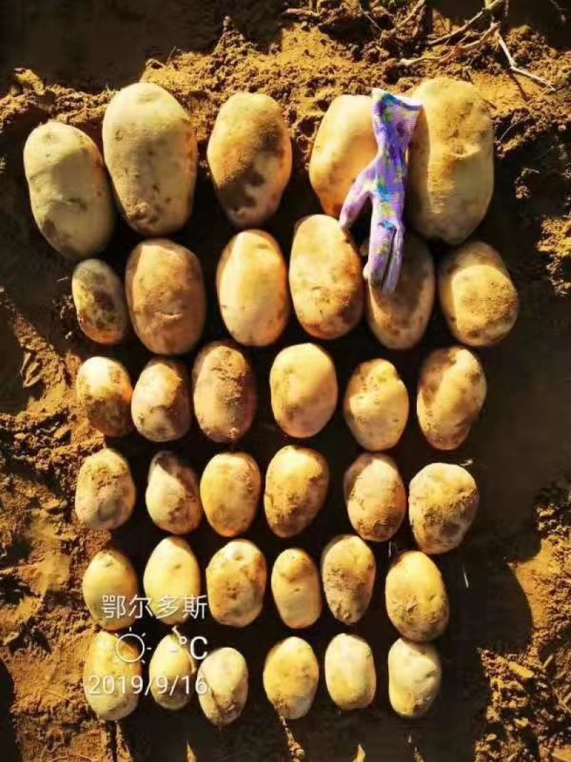 V7土豆3两5起步精品土豆大量开始出库，价格便宜