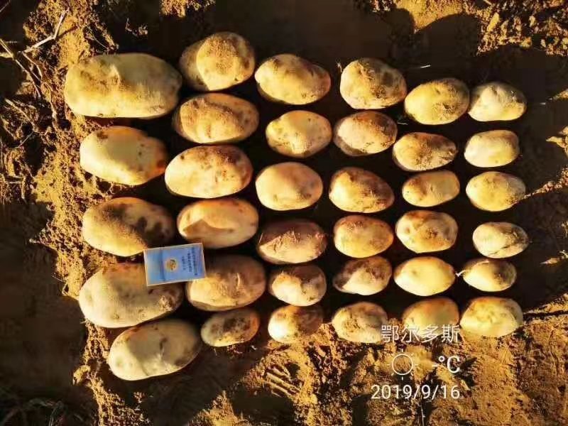 V7土豆3两5起步精品土豆大量开始出库，价格便宜