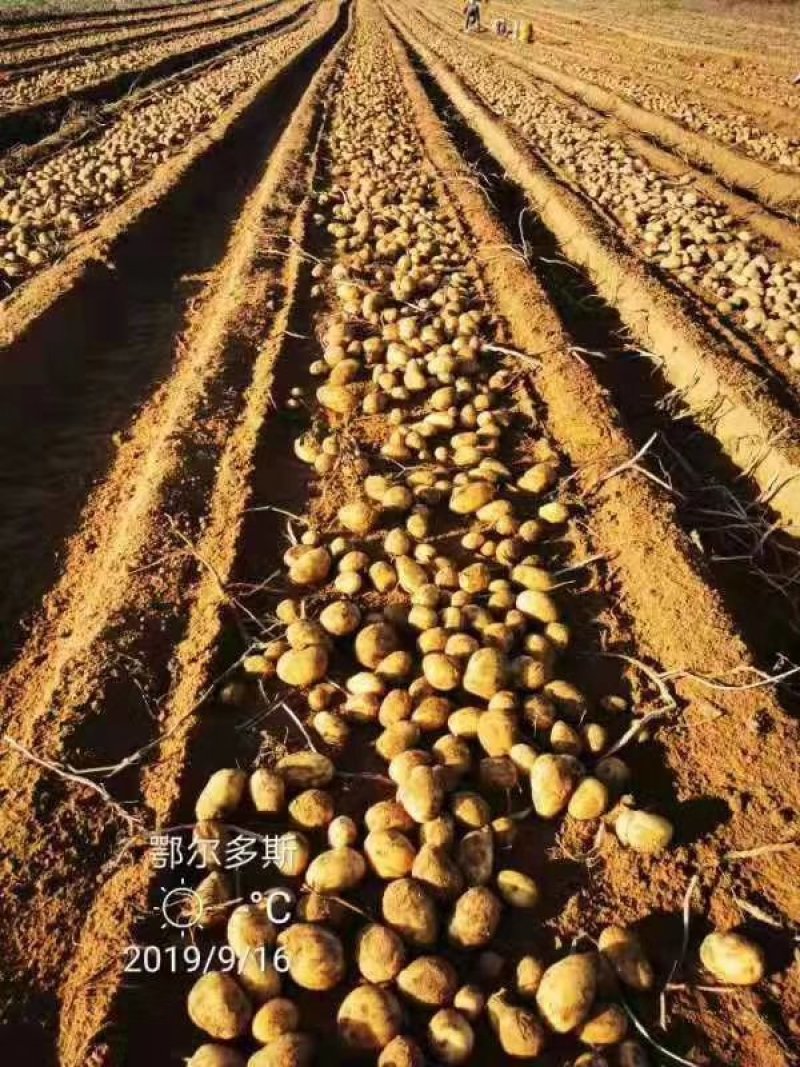 V7土豆3两5起步精品土豆大量开始出库，价格便宜