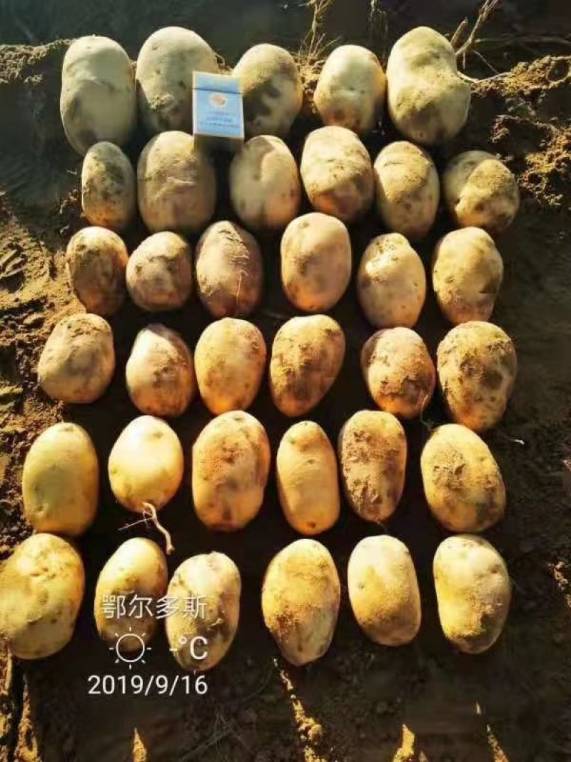 V7土豆3两5起步精品土豆大量开始出库，价格便宜
