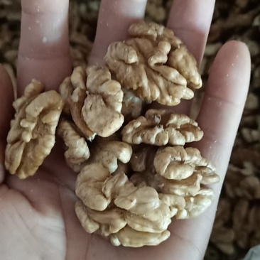 核桃仁