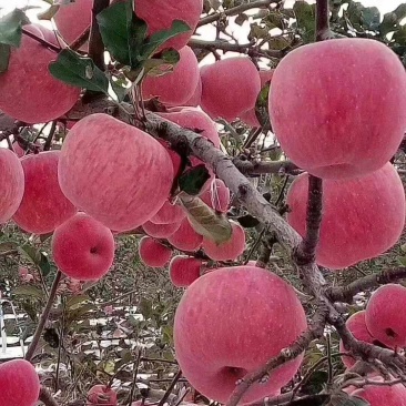 纸袋红富士