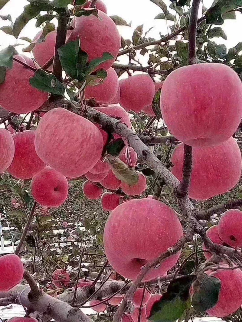 纸袋红富士