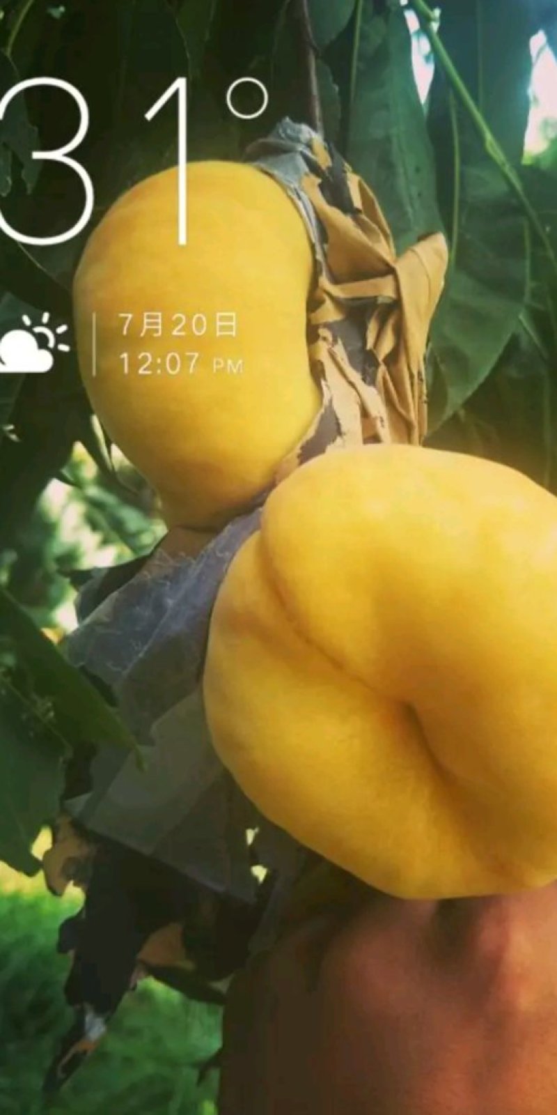 中蟠13桃树苗，桃树苗，蟠桃黄桃树苗，找一款适合你栽的桃
