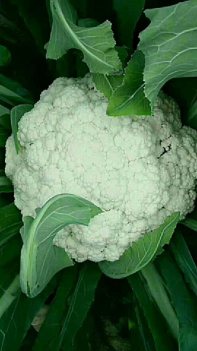 邯郸有机菜花大量上市供应各大加工厂