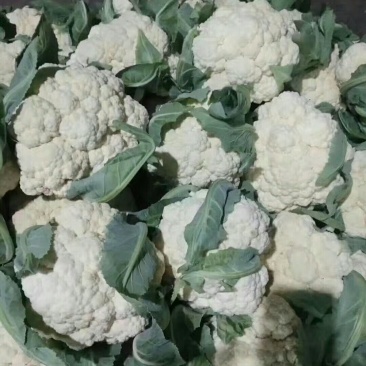 邯郸有机菜花大量上市供应各大加工厂
