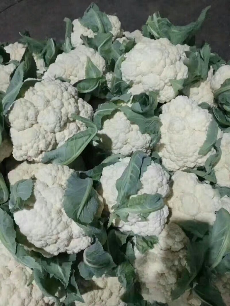 邯郸有机菜花大量上市供应各大加工厂