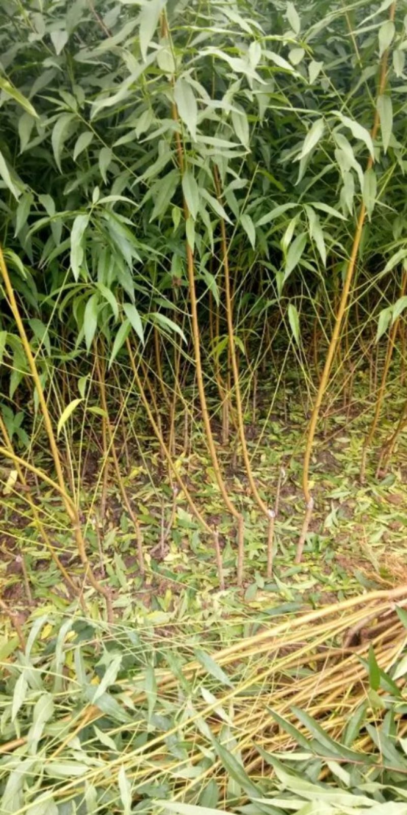 中蟠13桃树苗，桃树苗，蟠桃黄桃树苗，找一款适合你栽的桃