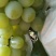 诚信代办泽山一号（白玫瑰）葡萄