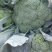 耐寒优秀西兰花0.8~1.2斤质量好，量大，可以持续供