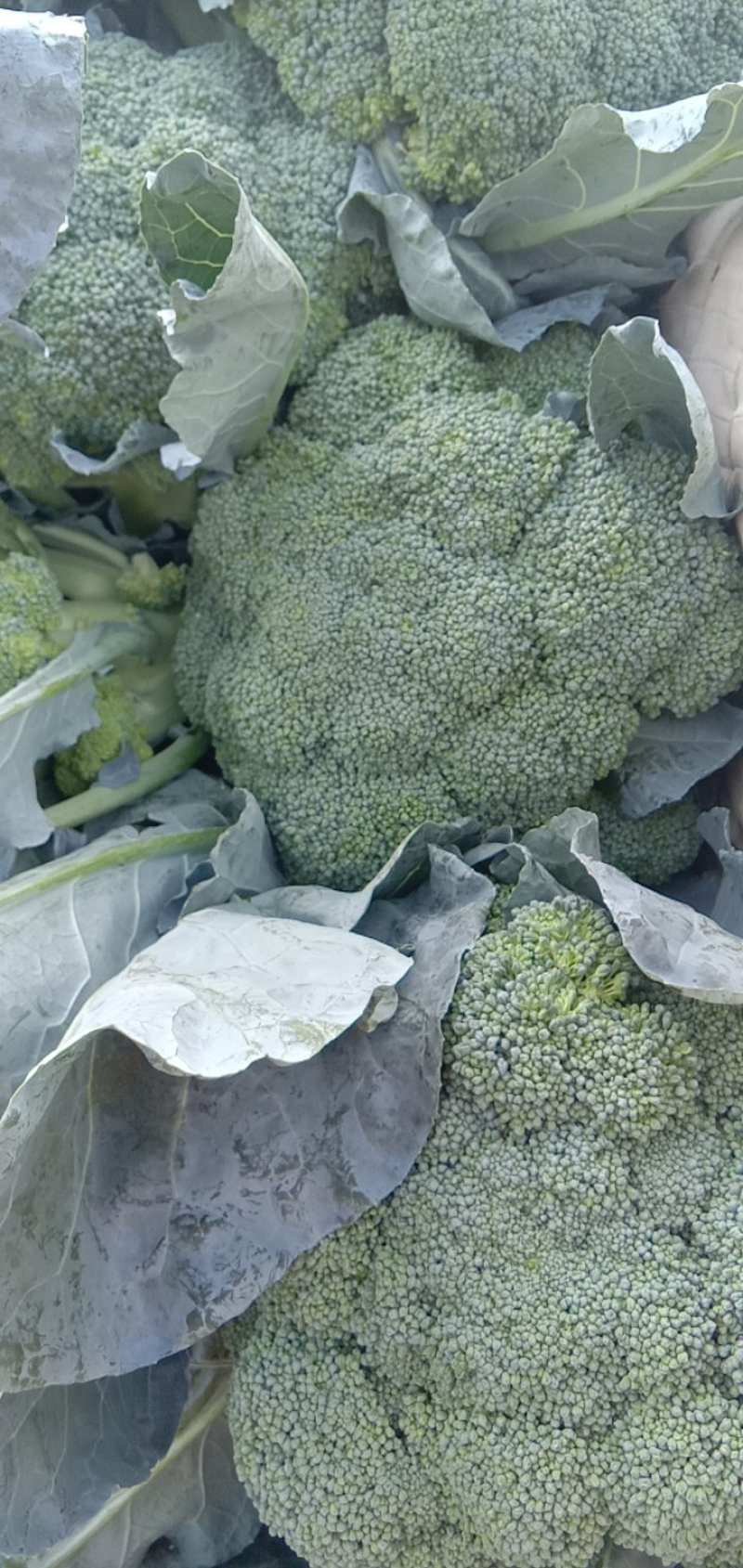 耐寒优秀西兰花0.8~1.2斤质量好，量大，可以持续供