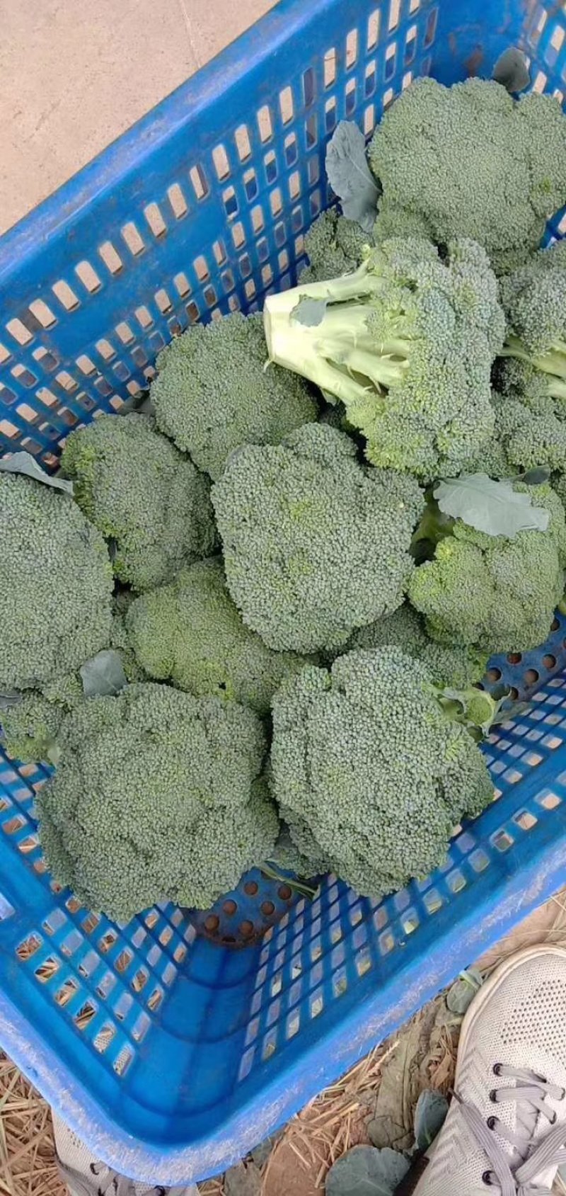 耐寒优秀西兰花0.8~1.2斤质量好，量大，可以持续供