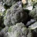 耐寒优秀西兰花0.8~1.2斤质量好，量大，可以持续供