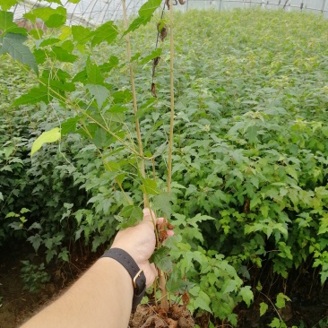 辽宁开原三角枫小苗茶条槭杯苗工程苗繁育基地
