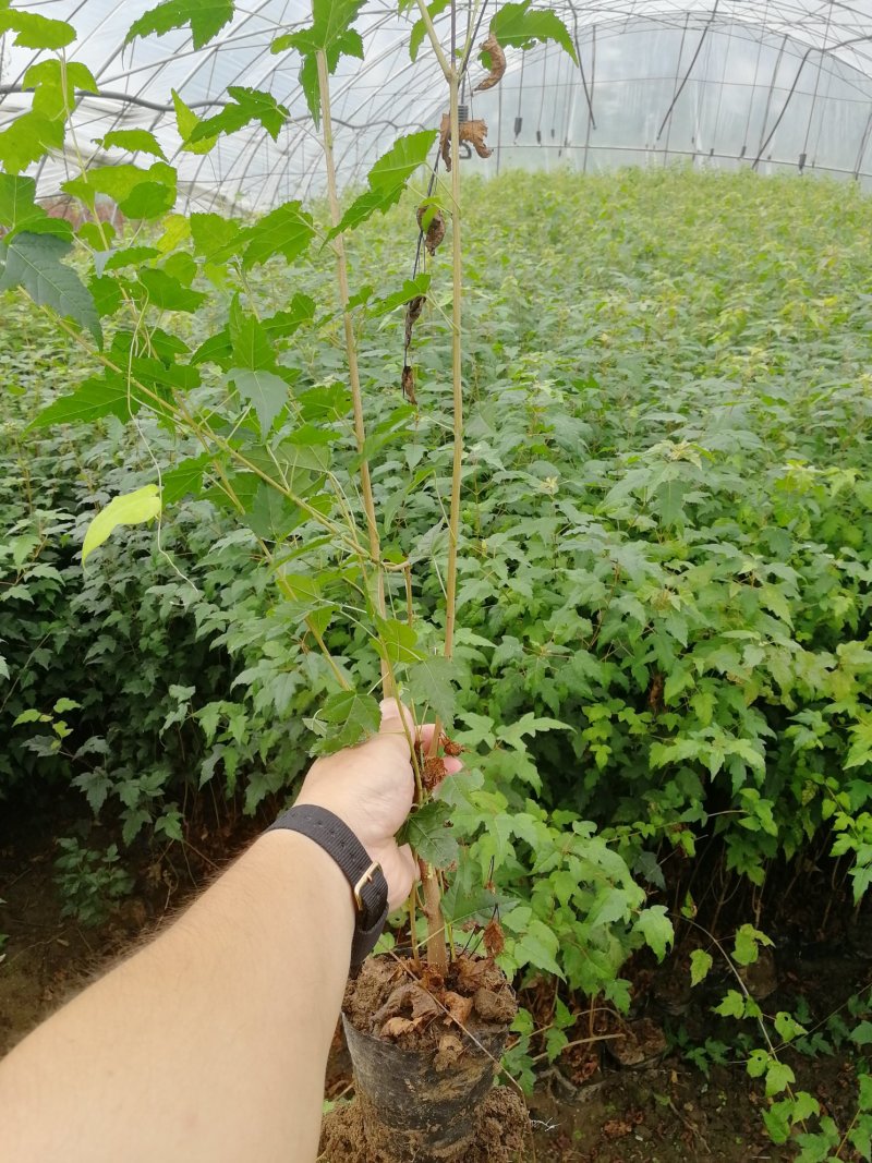 辽宁开原三角枫小苗茶条槭杯苗工程苗繁育基地
