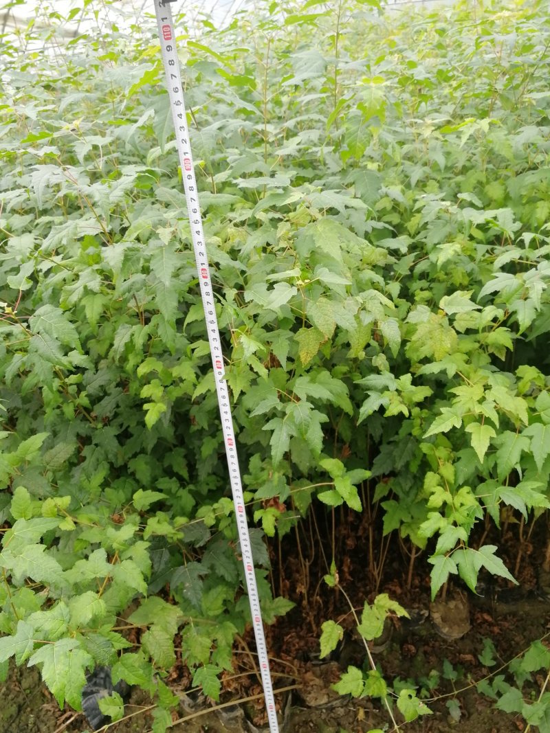 辽宁开原三角枫小苗茶条槭杯苗工程苗繁育基地