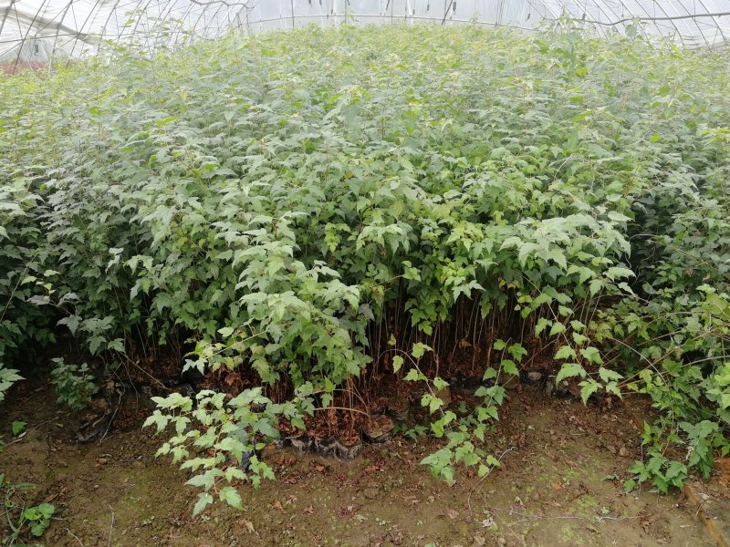 辽宁开原三角枫小苗茶条槭杯苗工程苗繁育基地