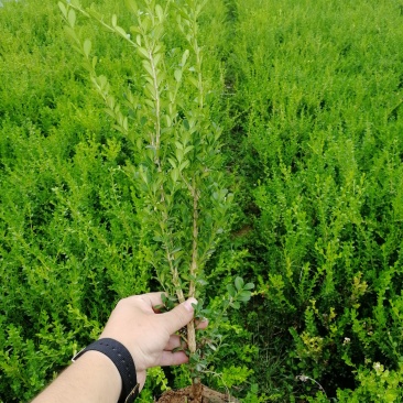辽宁开原小叶黄杨小苗朝鲜瓜子黄杨杯苗工程苗繁育基地