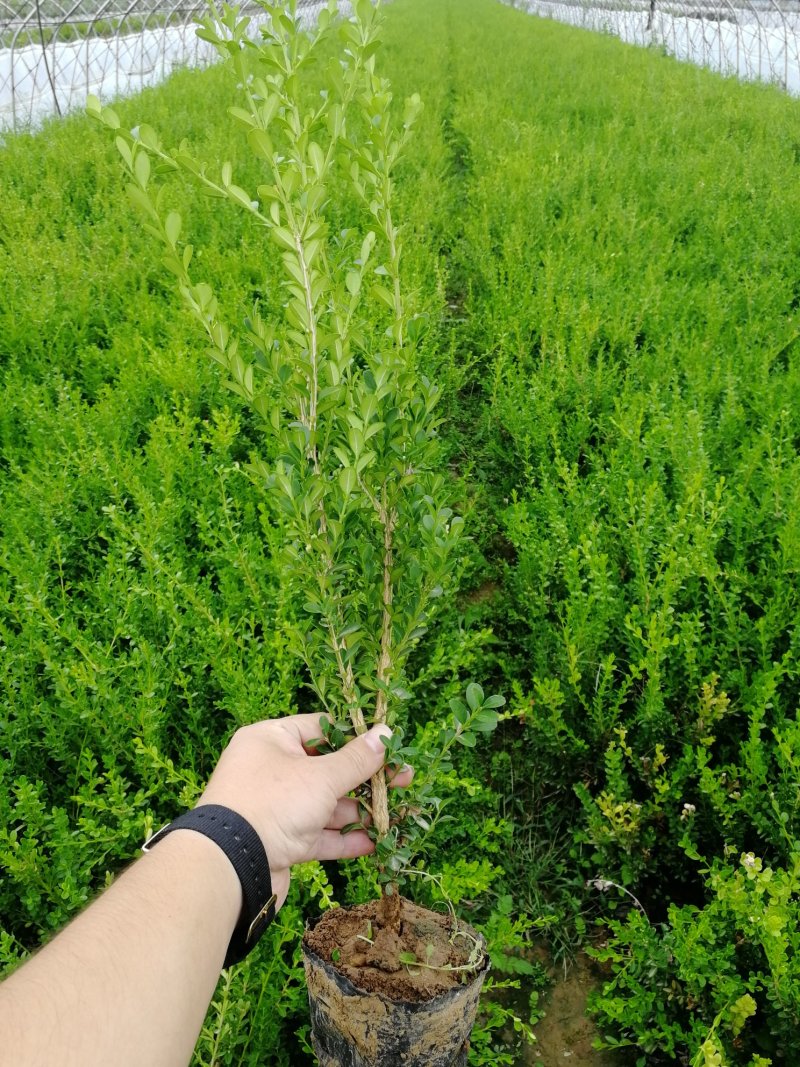 辽宁开原小叶黄杨小苗朝鲜瓜子黄杨杯苗工程苗繁育基地
