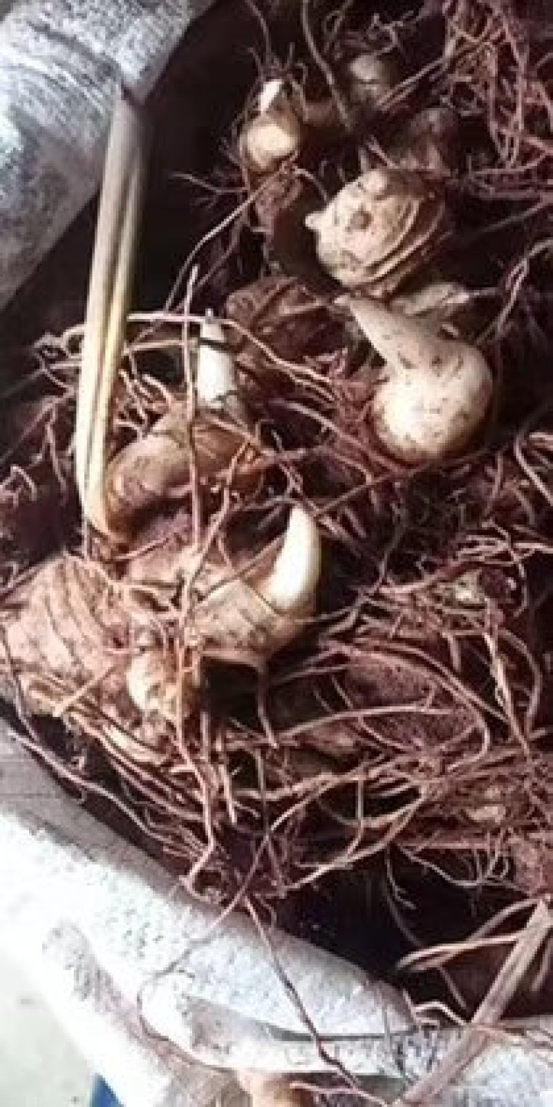四川姜型多花不倒苗黄精块茎种植专用，高产型黄精