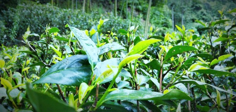 正山小种（核心产区）