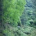 正山小种（核心产区）