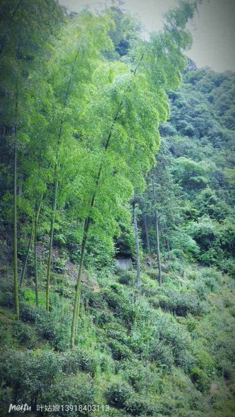 正山小种（核心产区）