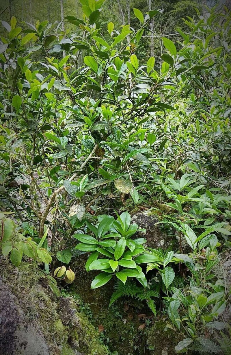 正山小种（核心产区）