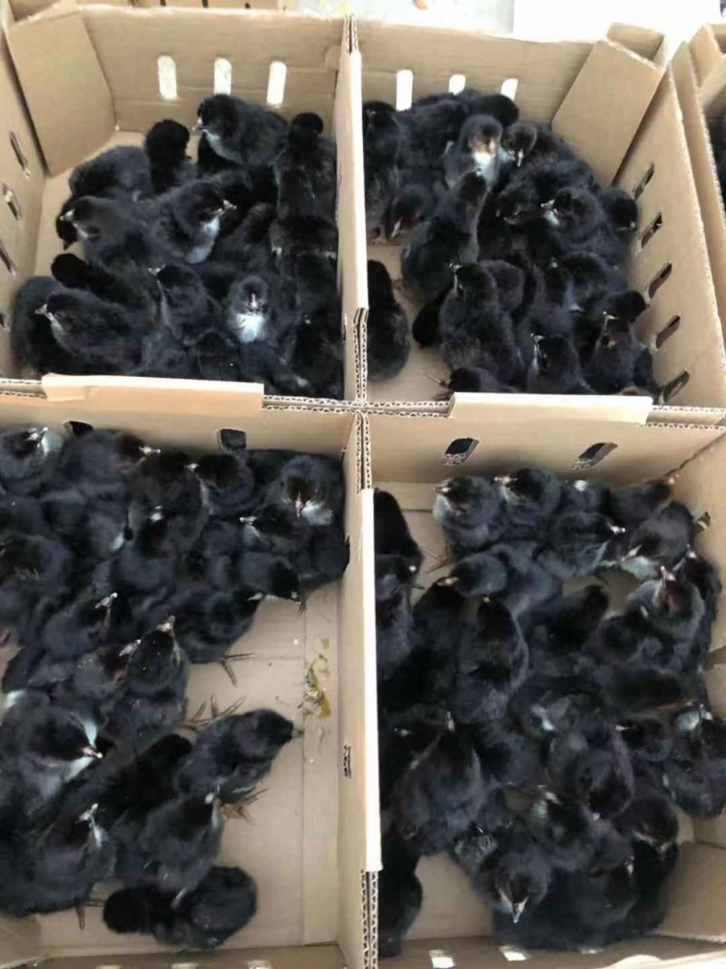 《精选》五黑鸡苗鸡苗量大从优包运输量大优惠