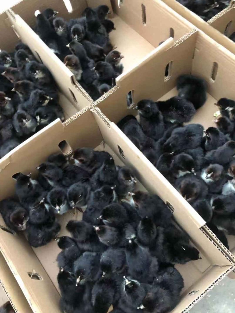 《精选》五黑鸡苗鸡苗量大从优包运输量大优惠