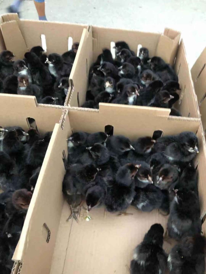《精选》五黑鸡苗鸡苗量大从优包运输量大优惠